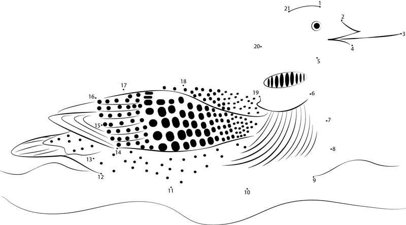 Yellow Billed Loon printable dot to dot worksheet