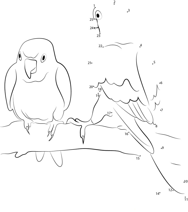 Blackcollared Lovebird printable dot to dot worksheet