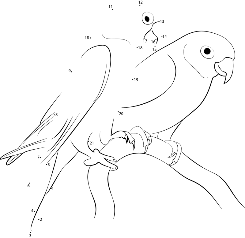 Greyheaded Lovebird dot to dot worksheets