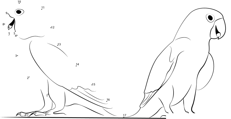 Peach Faced Lovebird Parrot printable dot to dot worksheet