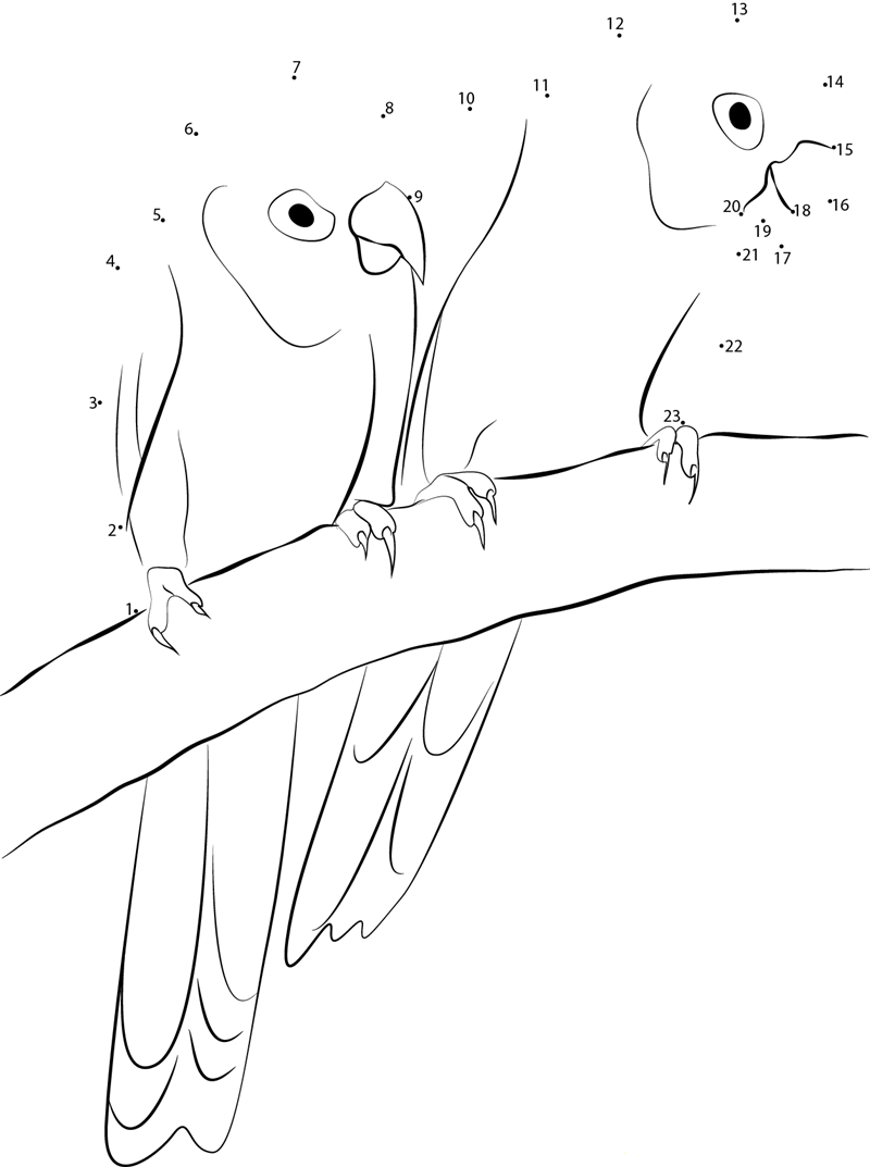 Redfaced Lovebird dot to dot worksheets