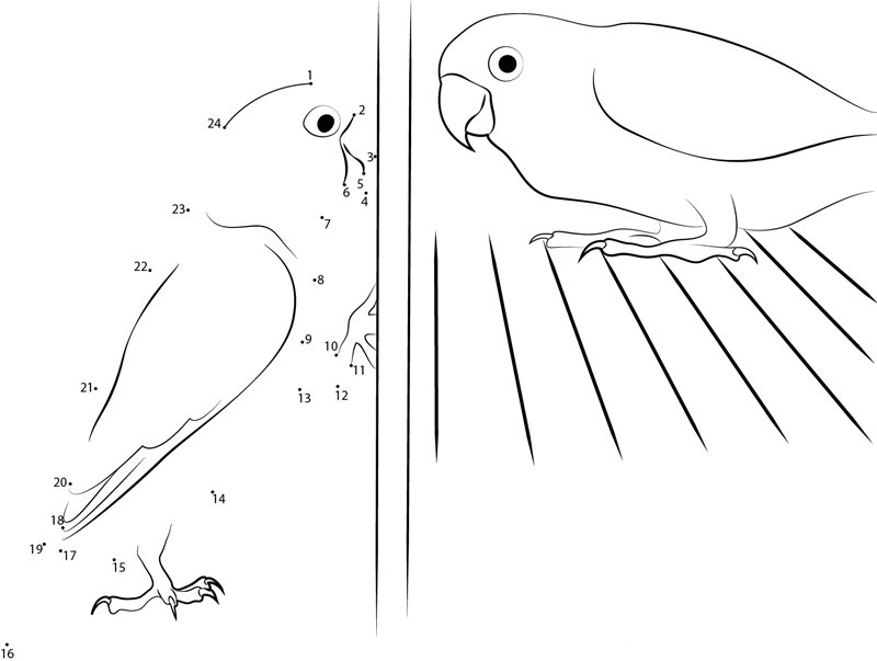 Rosyfaced Lovebird printable dot to dot worksheet