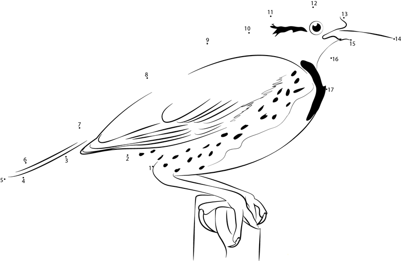 Common Meadowlark dot to dot worksheets