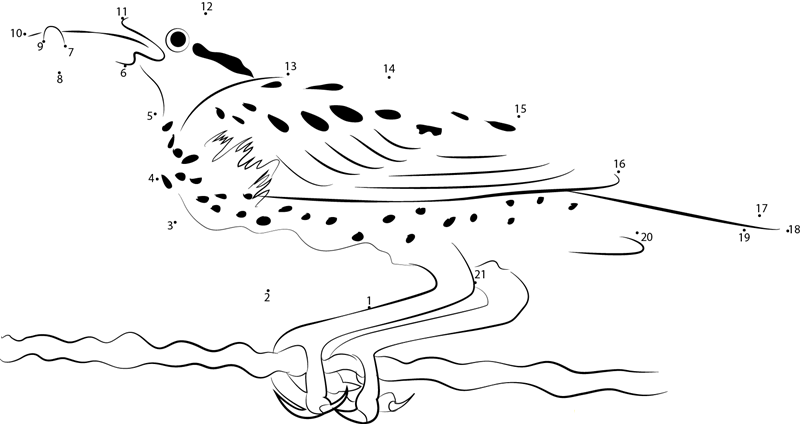 Western Meadowlark With Food dot to dot worksheets