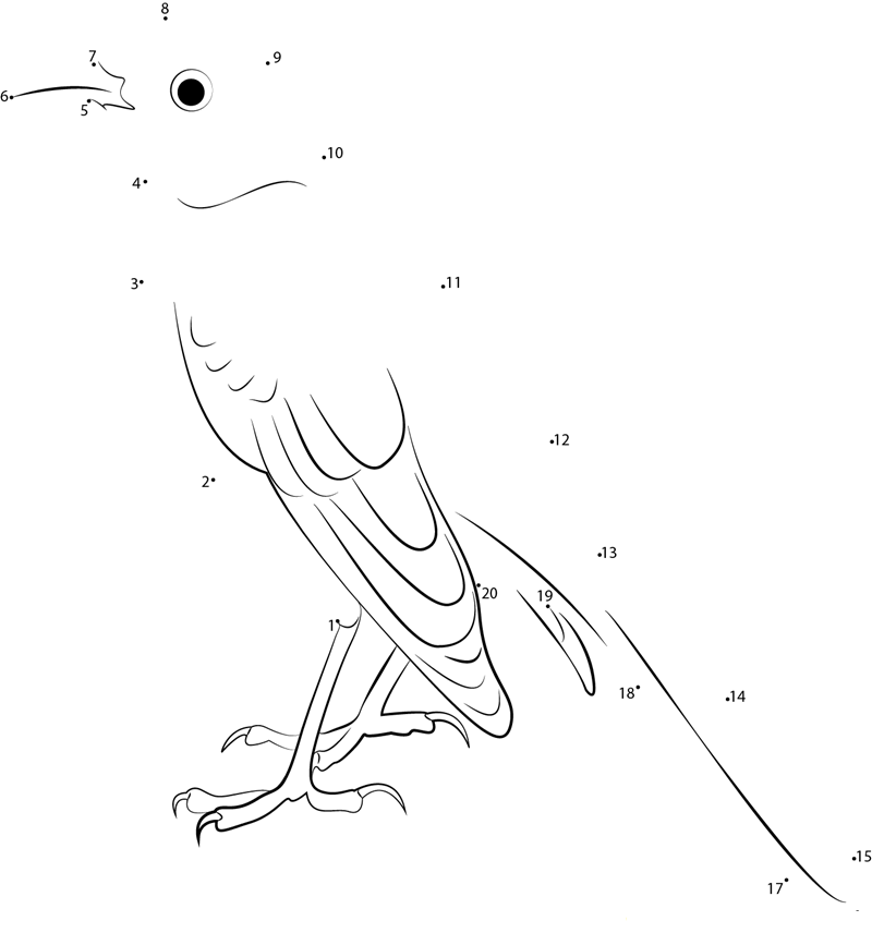 Brown Backed Mockingbird dot to dot worksheets