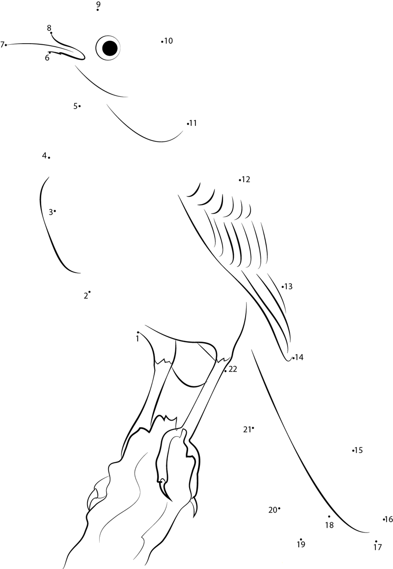 Chilean Mockingbird printable dot to dot worksheet