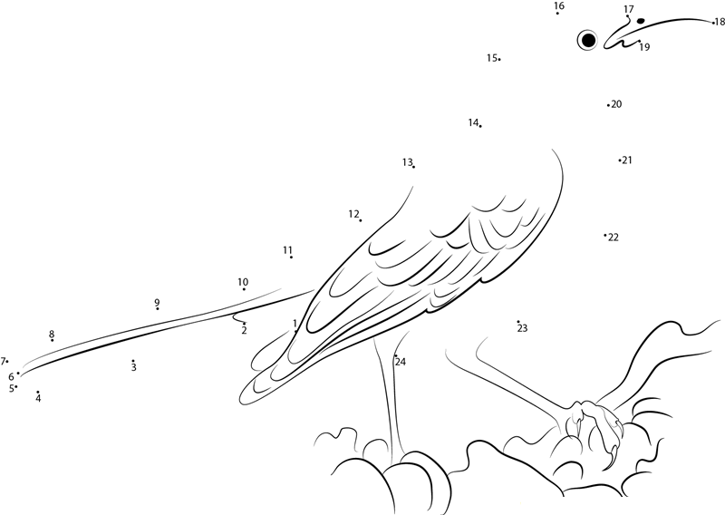 Galapagos Mockingbird printable dot to dot worksheet