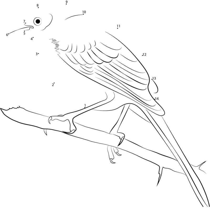 Long Tailed Mocking Bird printable dot to dot worksheet