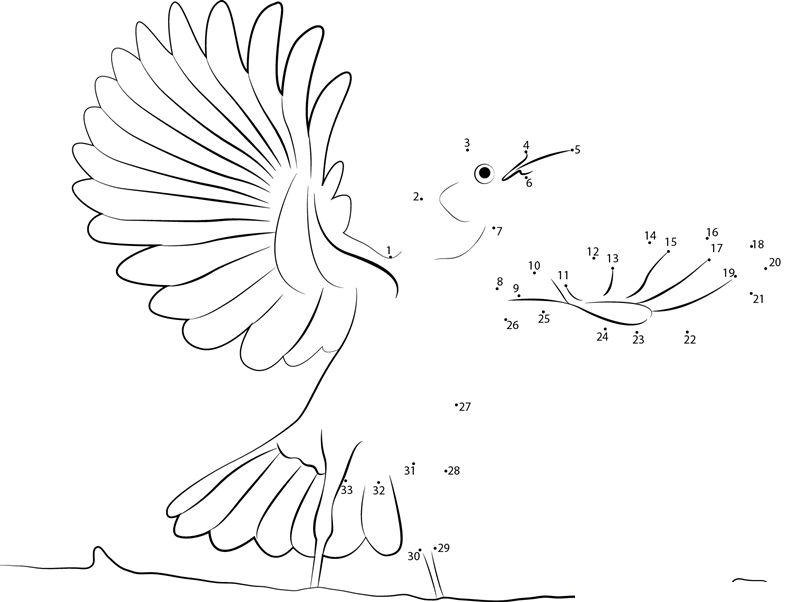 Mimus Polyglottos dot to dot worksheets