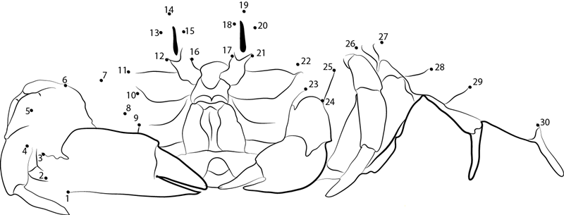 Crab dot to dot worksheets