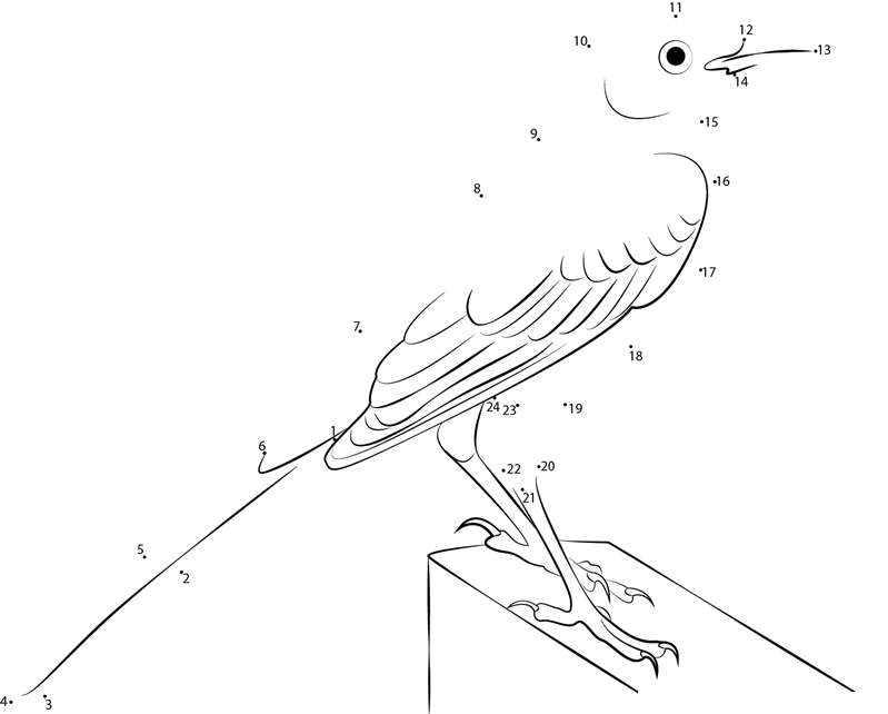 Mockingbird With Long Tail printable dot to dot worksheet