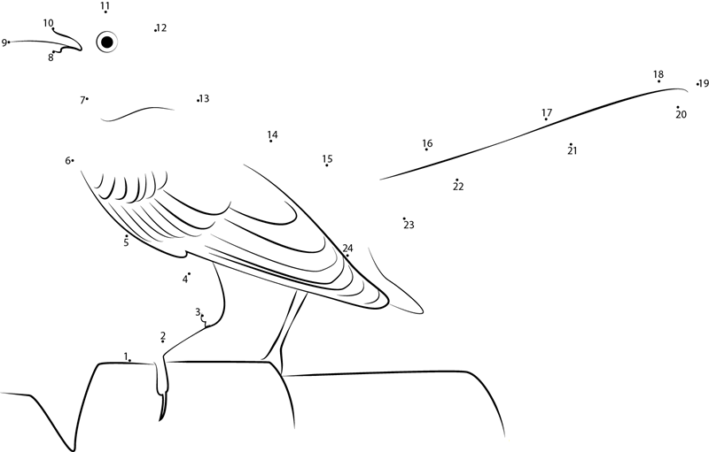 Northern California Mockingbird dot to dot worksheets