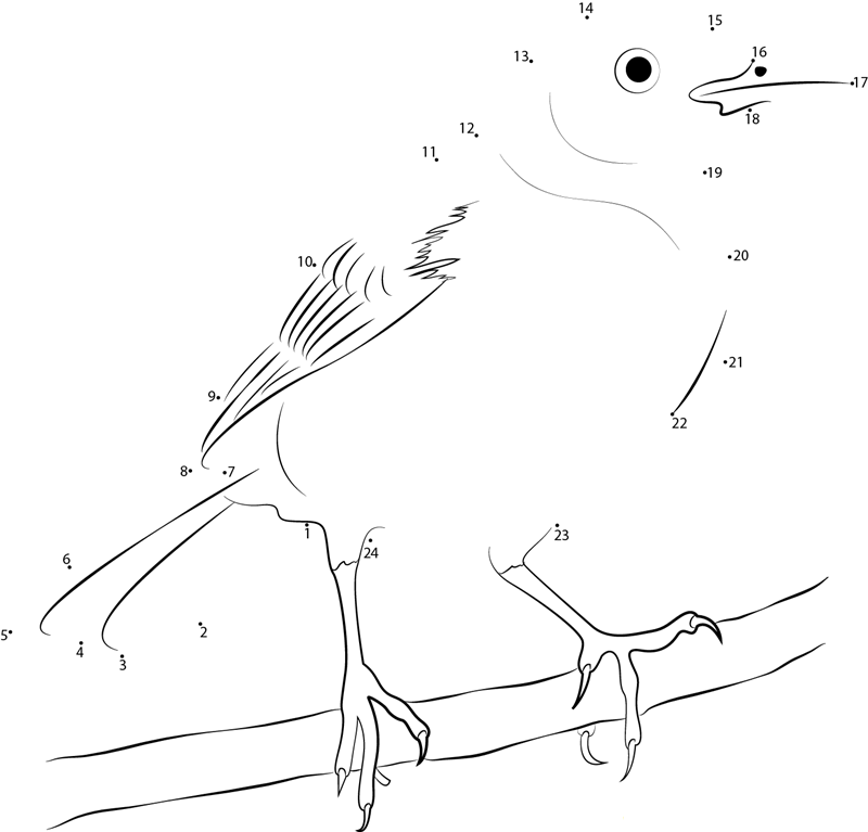 Northern Mockingbird Images printable dot to dot worksheet