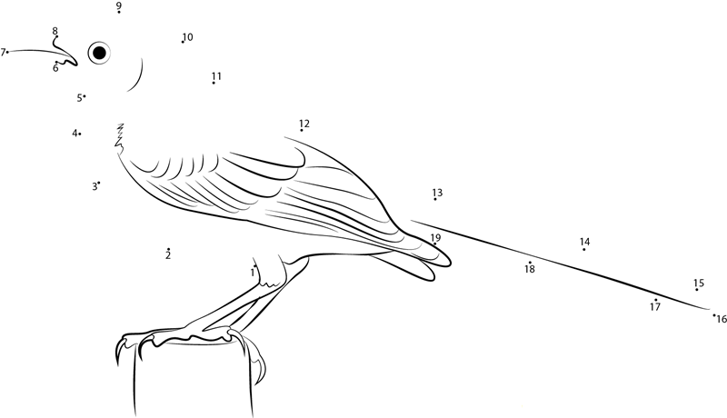 Patagonian Mockingbird printable dot to dot worksheet