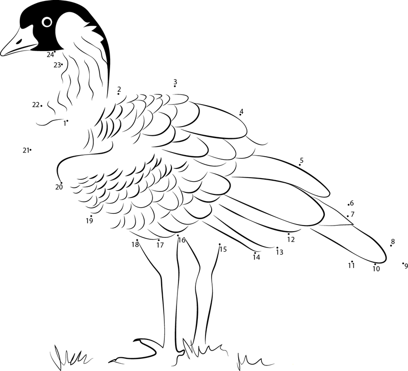 Branta Sandvicensis printable dot to dot worksheet