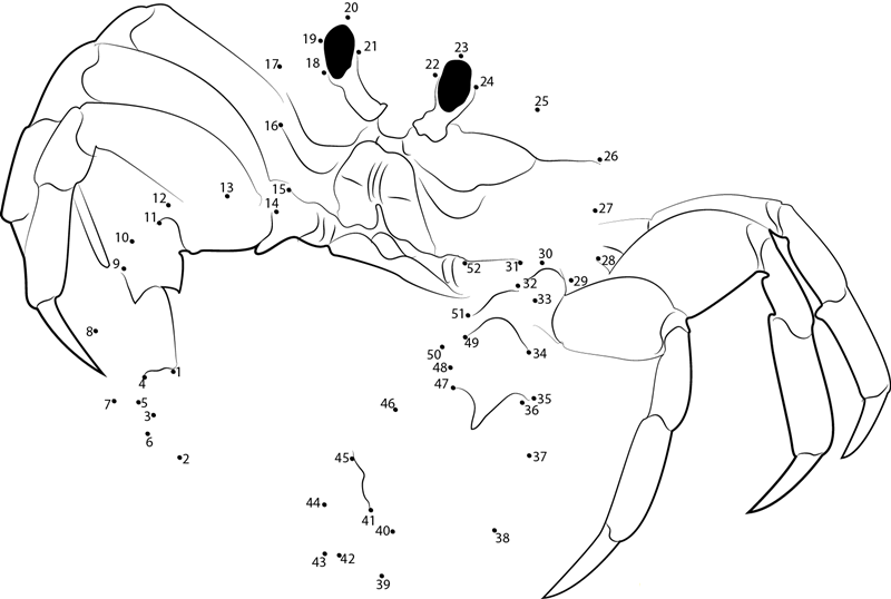 Florida Ghost Crab dot to dot worksheets