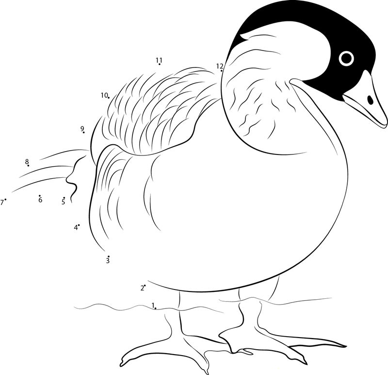 Nene Goose In Water printable dot to dot worksheet