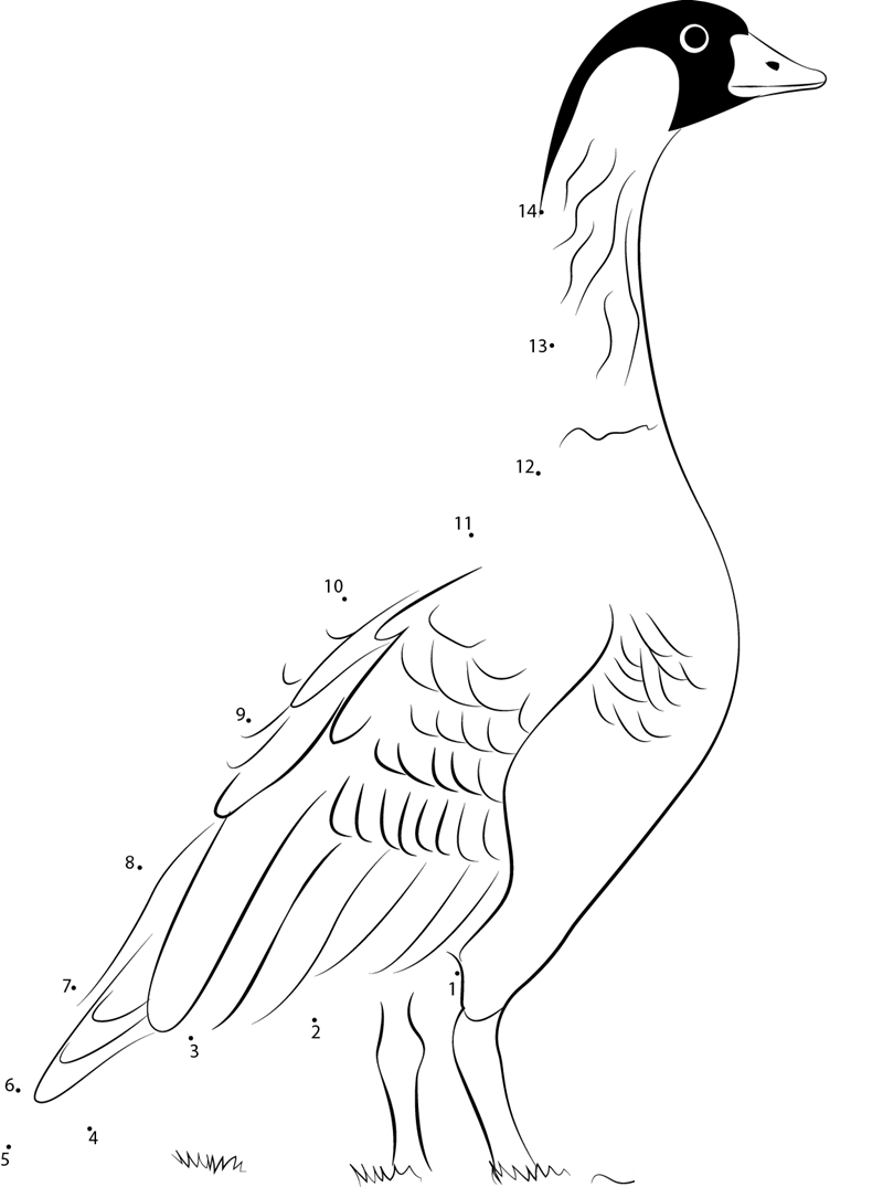 The Distinctive Neck Pattern Of Nene printable dot to dot worksheet