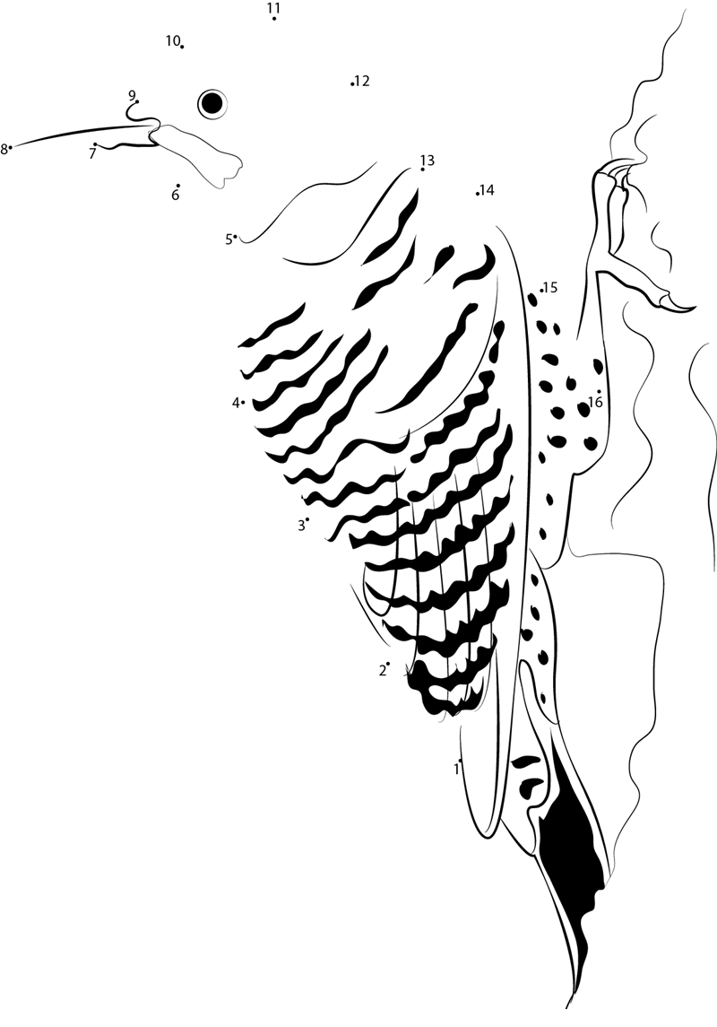 Adult Northern Flicker Female dot to dot worksheets