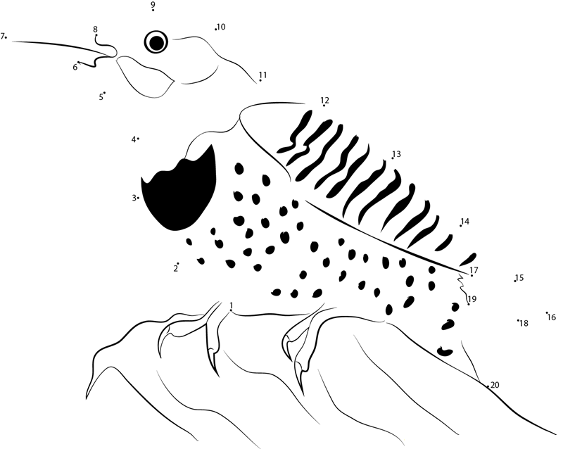 Colaptes Auratus dot to dot worksheets