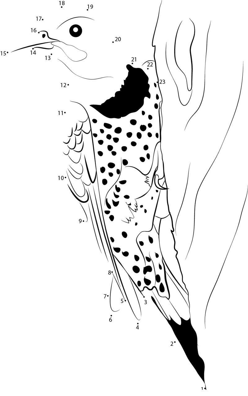 Common Flicker Looking For Something printable dot to dot worksheet