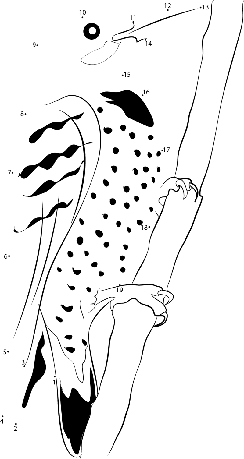 Gilded Flicker dot to dot worksheets