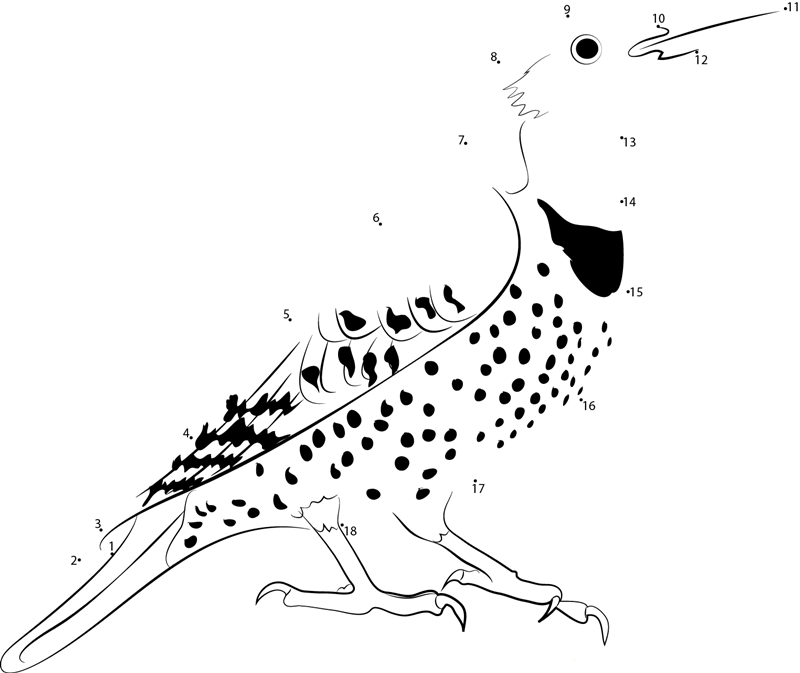 Northern Flicker dot to dot worksheets