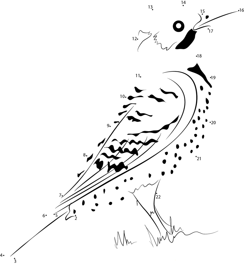 Northern Yellow Shafted Flicker printable dot to dot worksheet