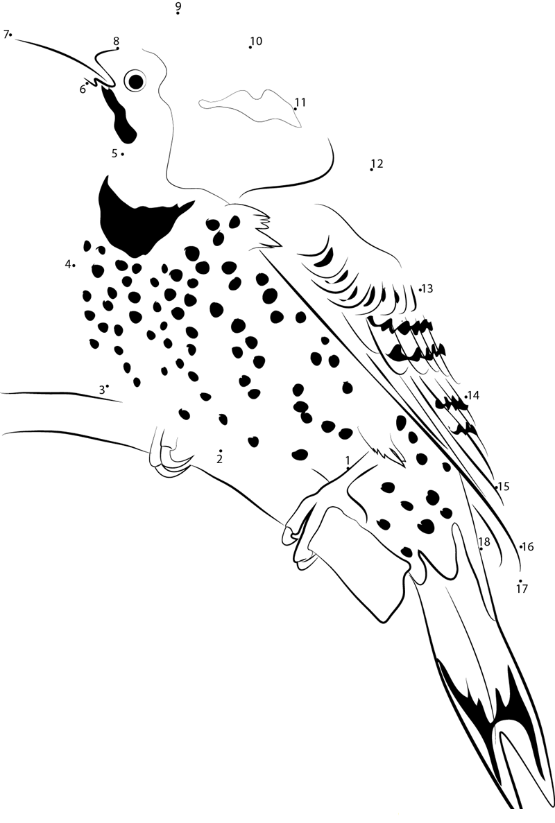 Red Shafted Northern Flicker printable dot to dot worksheet