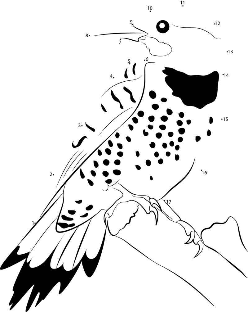 Red Shafted Northern Flicker Male printable dot to dot worksheet