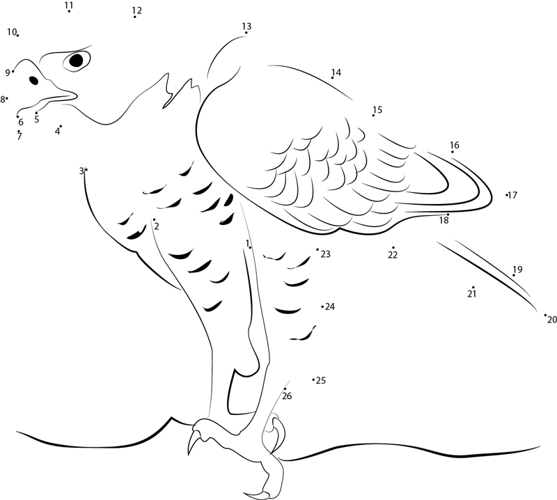 Accipiter Gentilis printable dot to dot worksheet