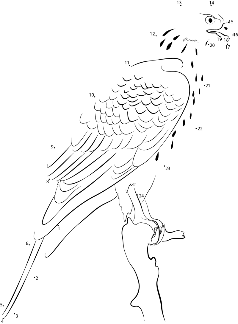 Amezing Northern Goshawk dot to dot worksheets