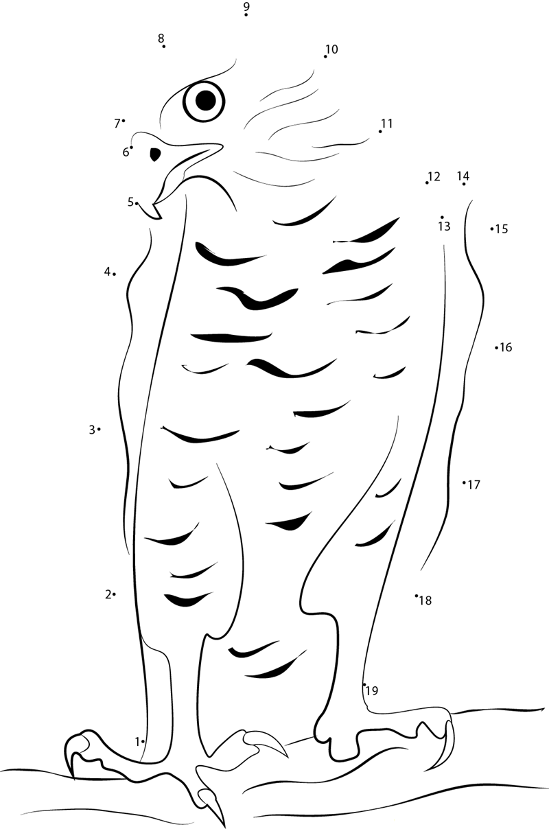 Goshawk dot to dot worksheets