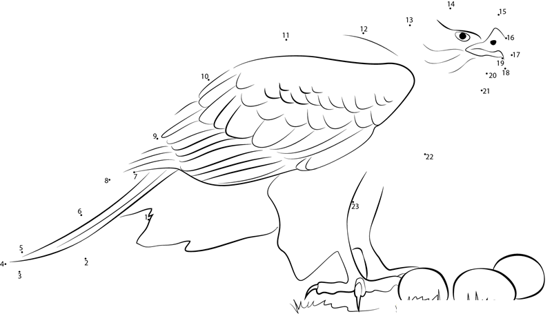 Northern Goshawk dot to dot worksheets