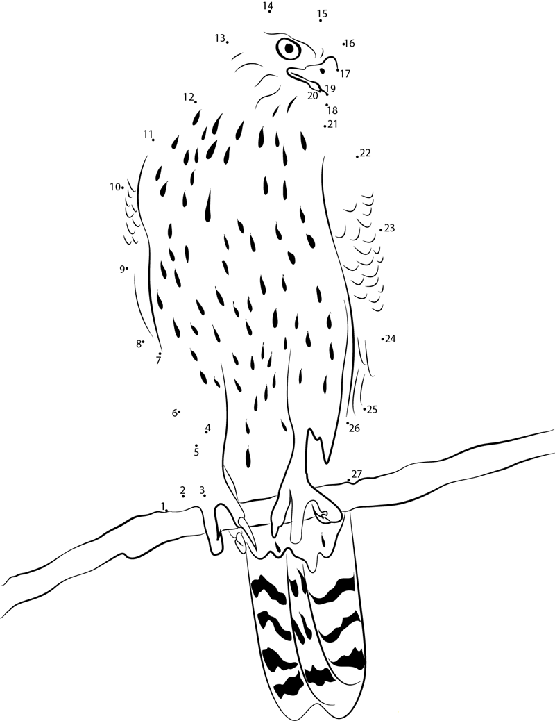 Northern Goshawk Esteemed Bird Of Prey dot to dot worksheets