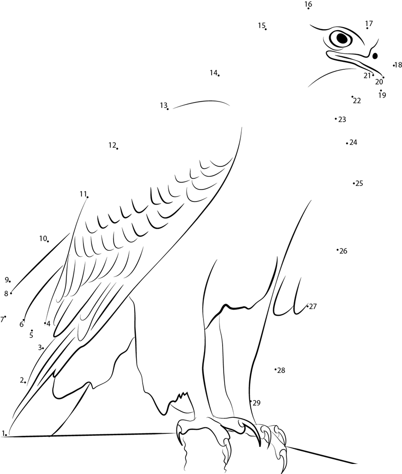 Northern Goshawk Male printable dot to dot worksheet