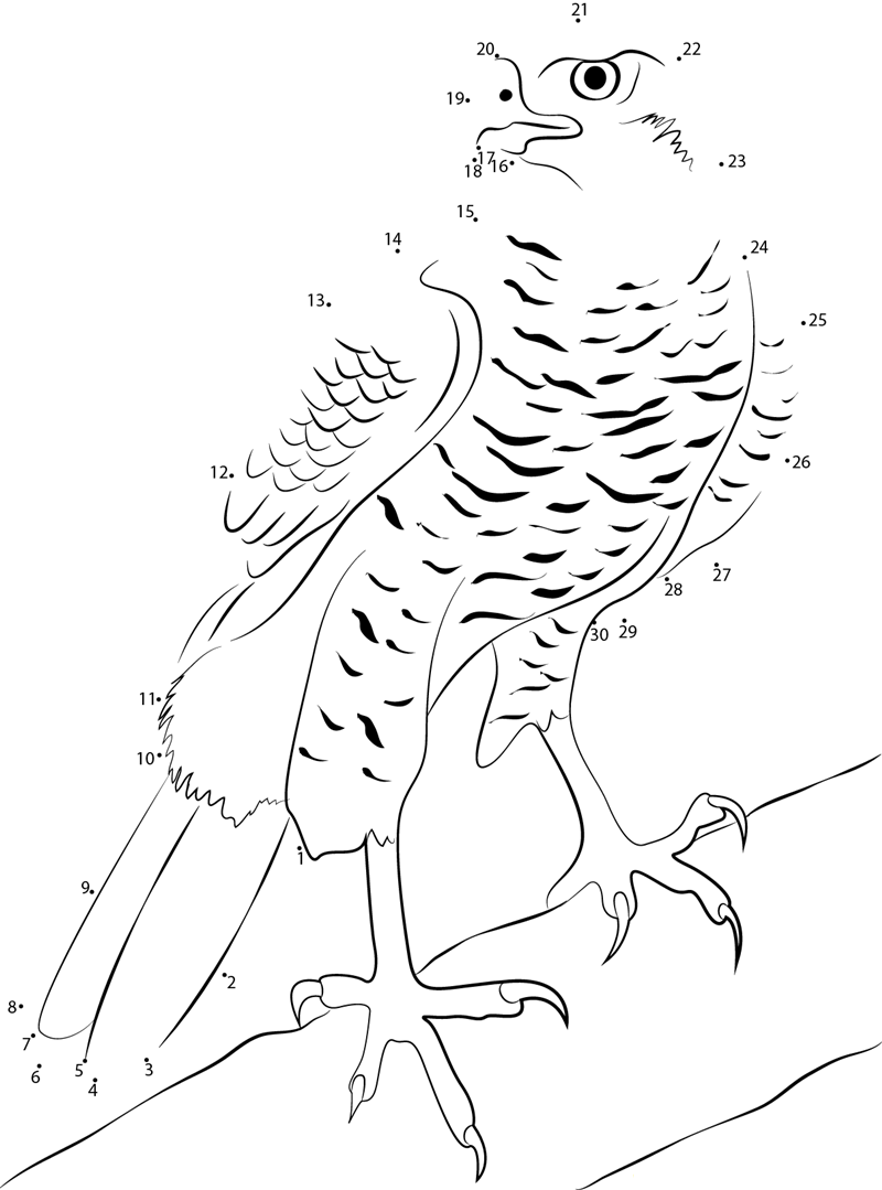 Northern Goshawk Male With Sparrowhawk Prey printable dot to dot worksheet