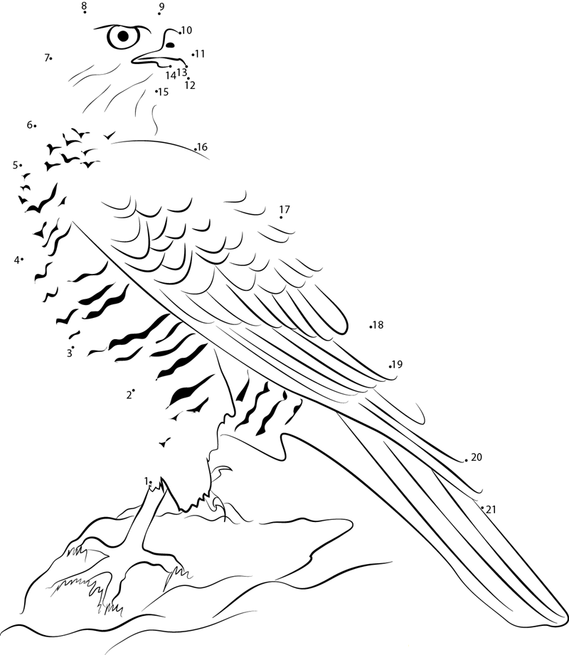 Northern Goshawk Sitting On Rock printable dot to dot worksheet