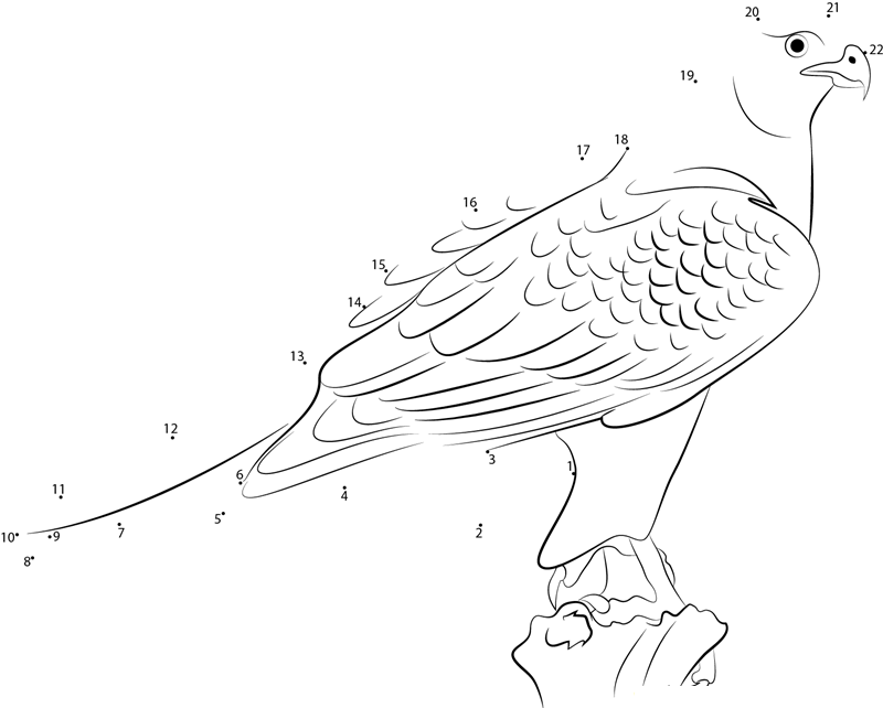 Wild Northern Goshawk printable dot to dot worksheet