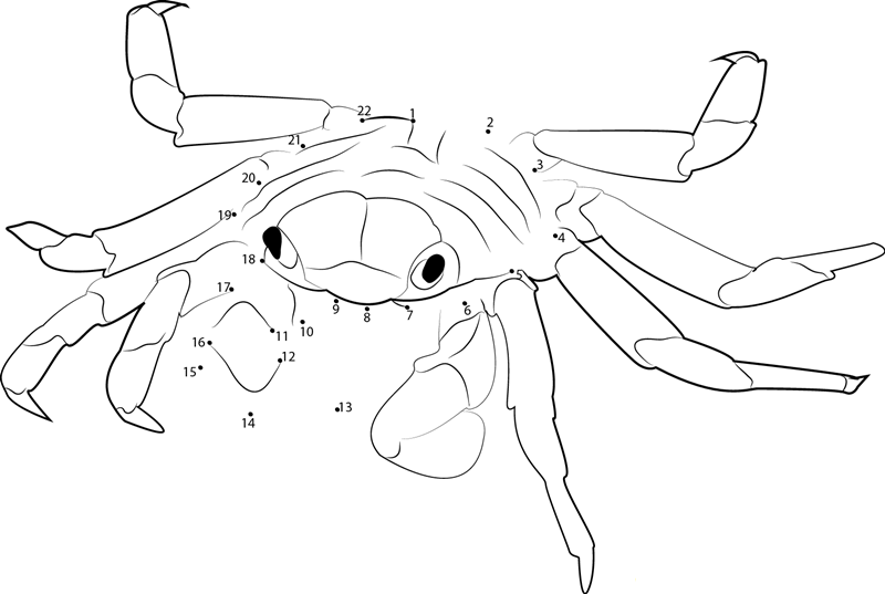 Sally Lightfoot Crab printable dot to dot worksheet