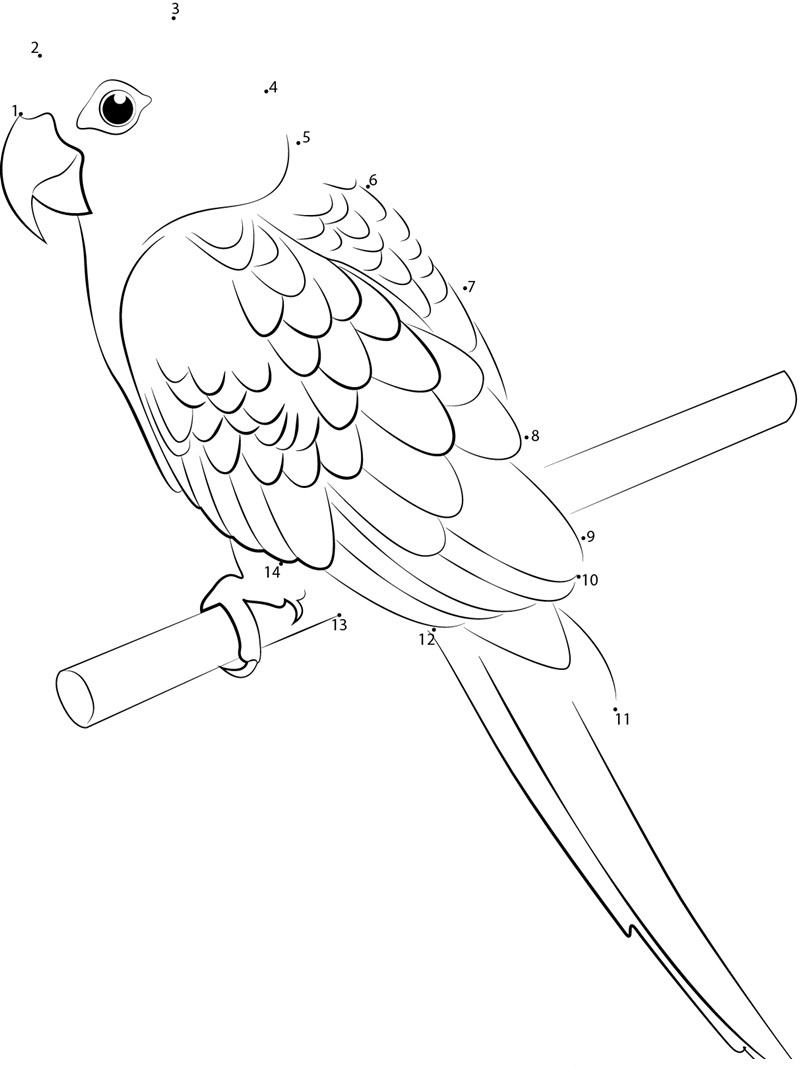 Blossomheaded Parakeet dot to dot worksheets