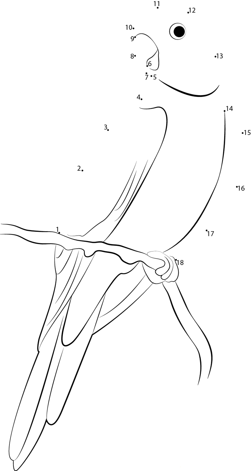 Carolina Parakeet dot to dot worksheets