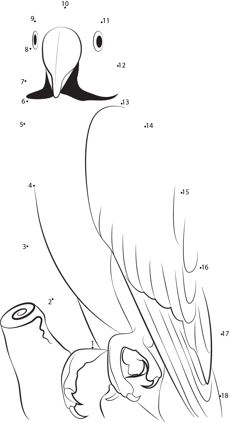 Close Up Of Parrot dot to dot worksheets