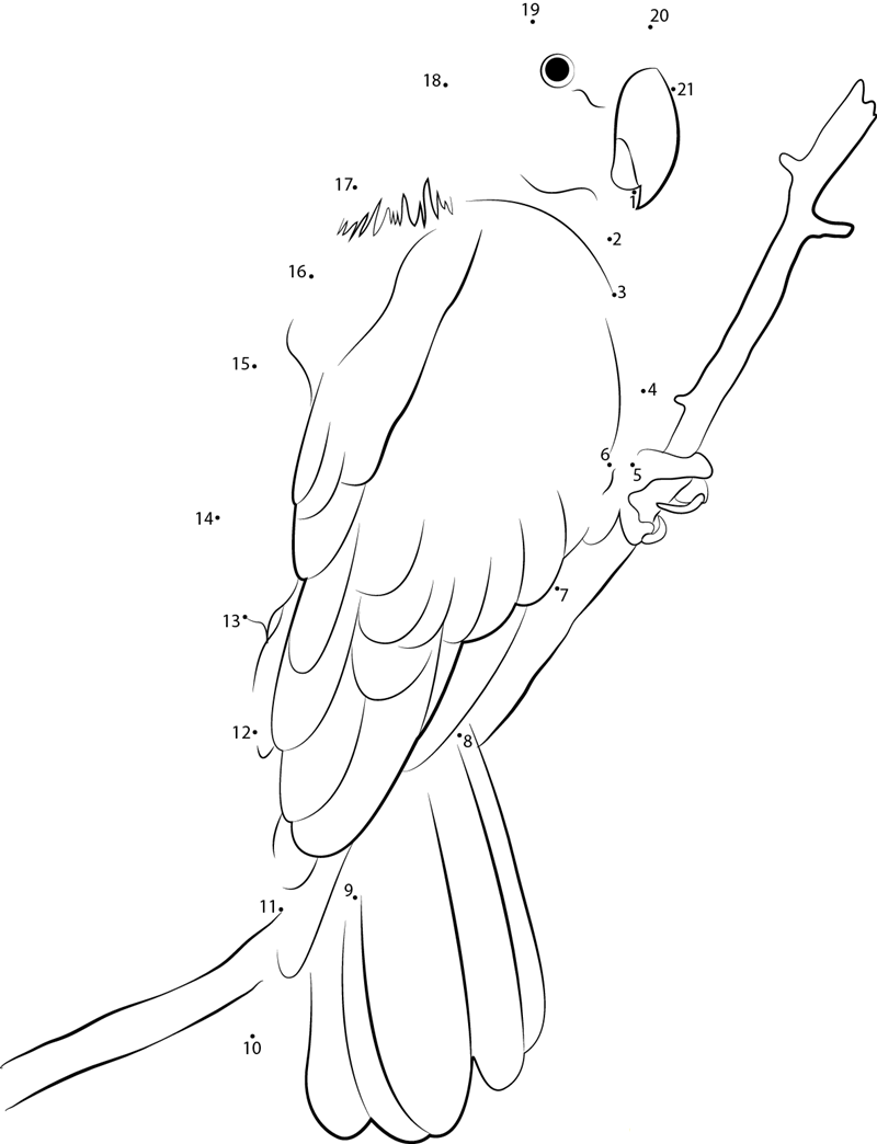 Eclectus Roratus dot to dot worksheets