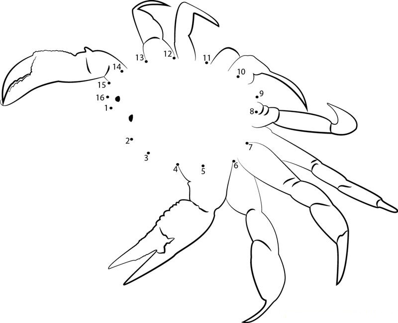 Spider Crab printable dot to dot worksheet