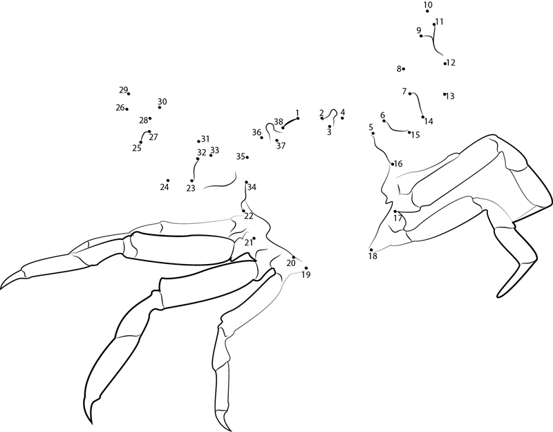 The Chinese Mitten Crab printable dot to dot worksheet