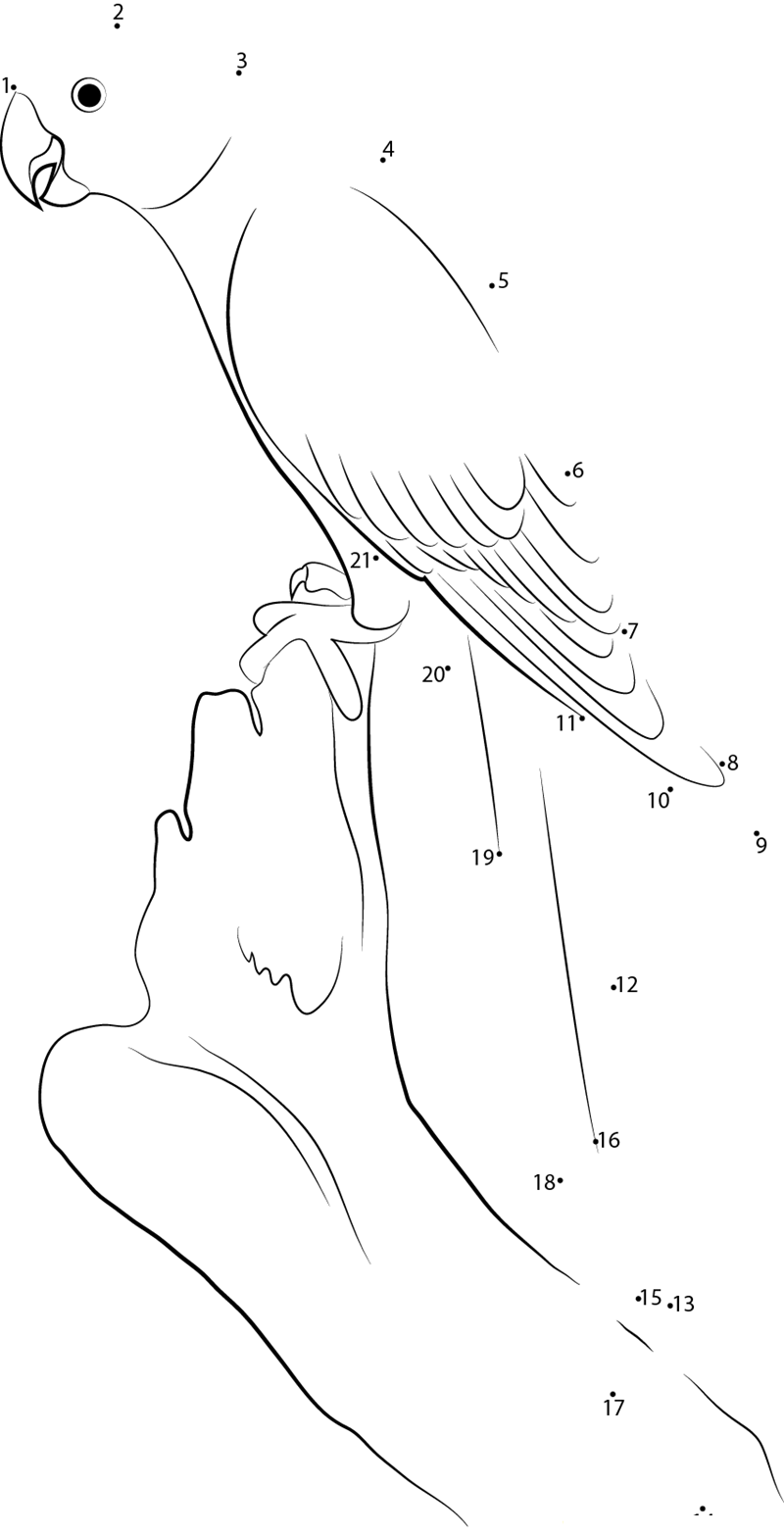 Nice Parrot dot to dot worksheets