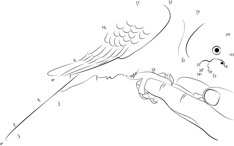 Parrot Feeding dot to dot worksheets