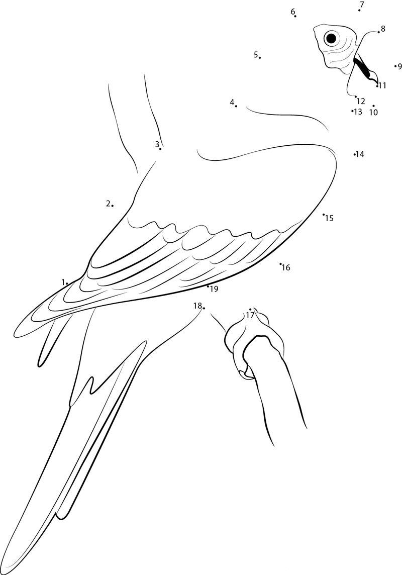 Red Parrot printable dot to dot worksheet