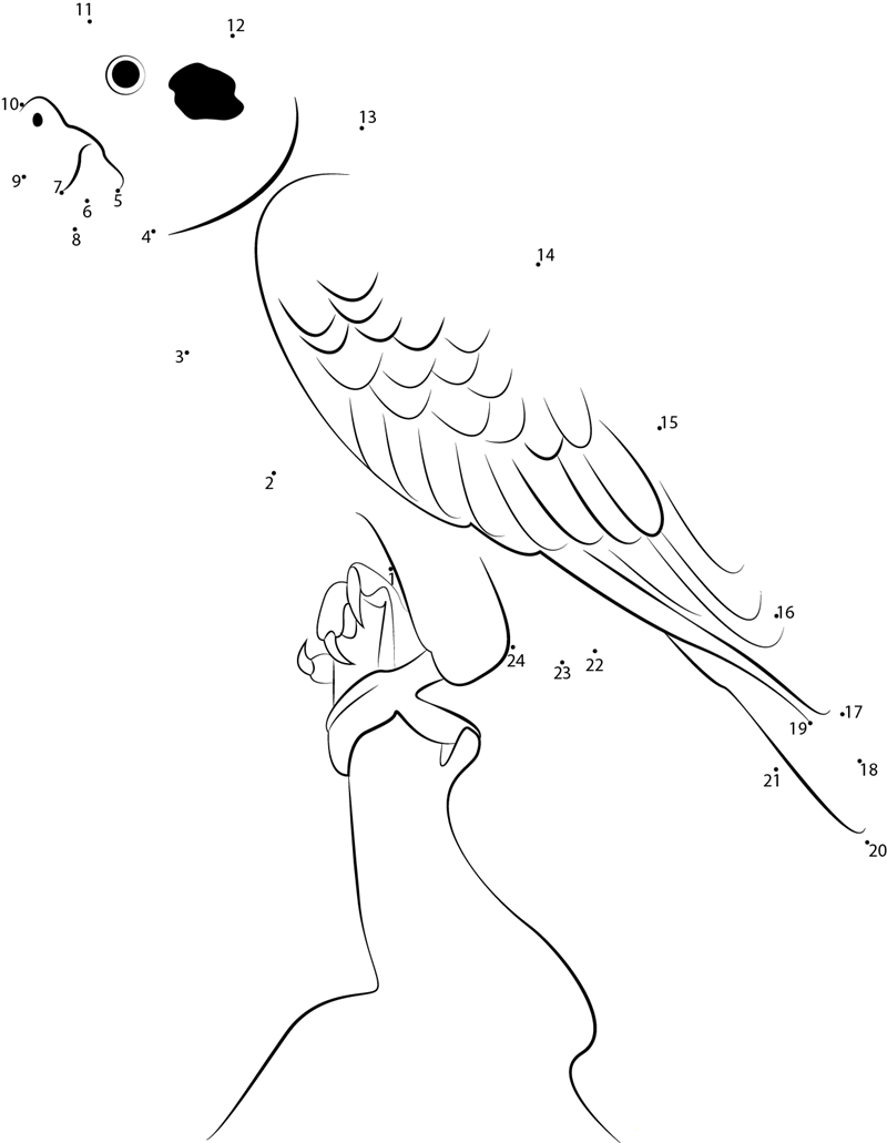 Scarlet Macaw printable dot to dot worksheet